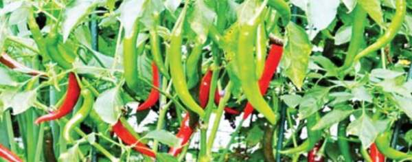 勃固省达耶瓦底专区辣椒种植情况及市场行情情况