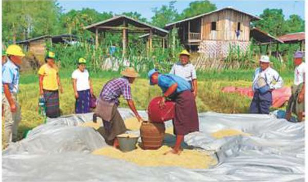 实皆省温托县举行夏季稻模范田的采收活动