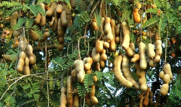 阿联酋拟从缅甸每月购买500吨罗望子