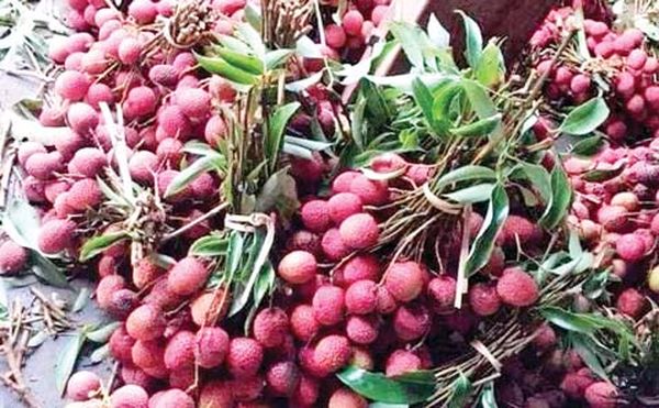 杰沙专区出产的荔枝销往各地区