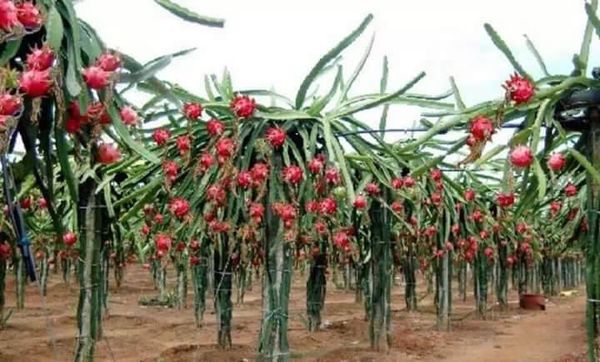 伊洛瓦底省甘基道县区种植火龙果成功果农们收益良多