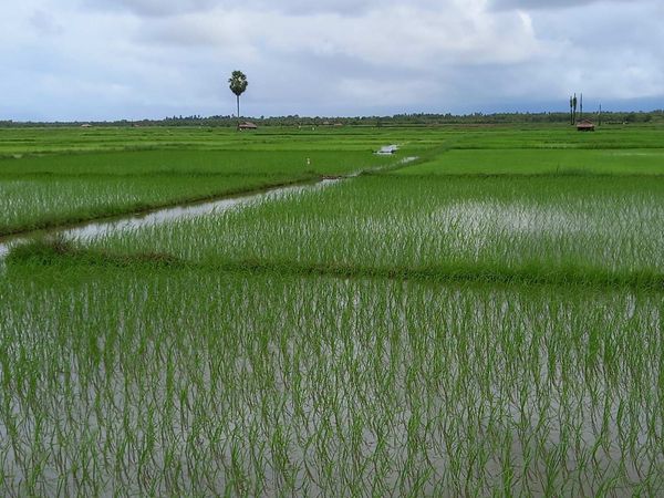 仰光省今年将种植110多万英亩雨季稻
