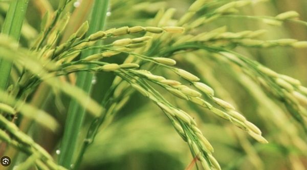 芒种（蔡仪山）