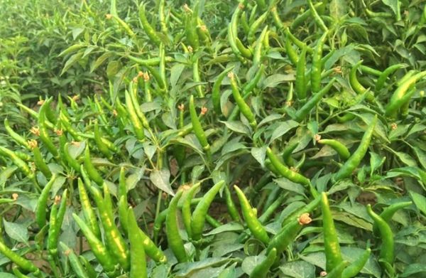 实皆省今年雨季作物种植季节期间将种植青辣椒5,570英亩