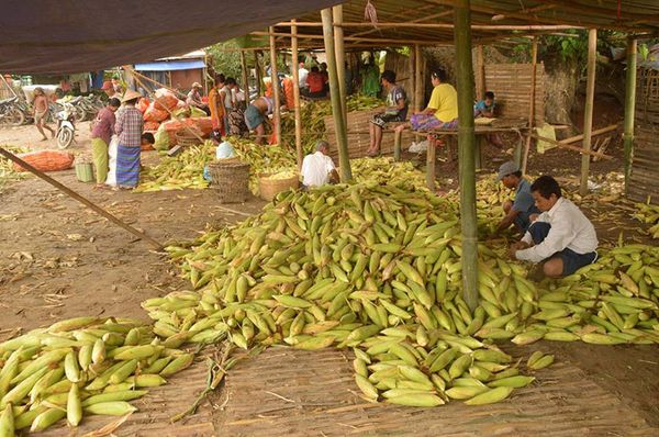 曼德勒省良吴县区的一些乡村地区一年四季都种植玉蜀黍