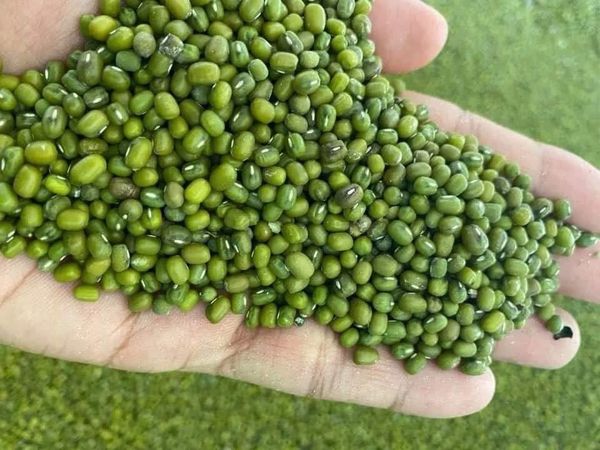 曼德勒省皎栖专区种植的夏绿豆已大量上市