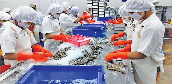 2023—24财政年度头2个月缅甸向国外出口虾类1400多公吨