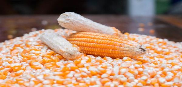 实皆省那加民族自治区目前完成了玉米6,000多英亩的种植工作