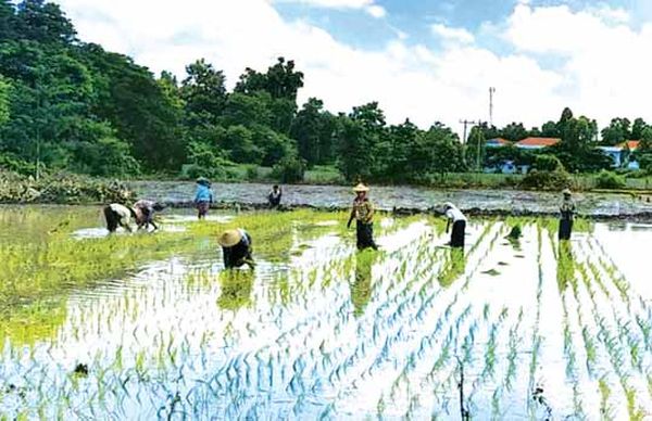 实皆省甘布鲁专区今年雨季规划种植68多万英亩雨作物