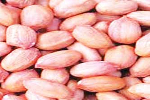 勃固省东吁专区花生种植情况及食用油自给自足情况