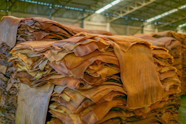 世界市场上橡胶价钱下降缅甸国内橡胶市场也受影响