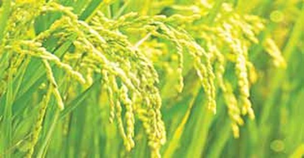 勃固省莫荣县区目前已开始在种植雨季稻