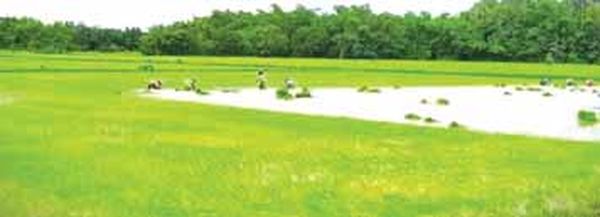 孟邦穆洞县区今年将种植7万多英亩雨季稻