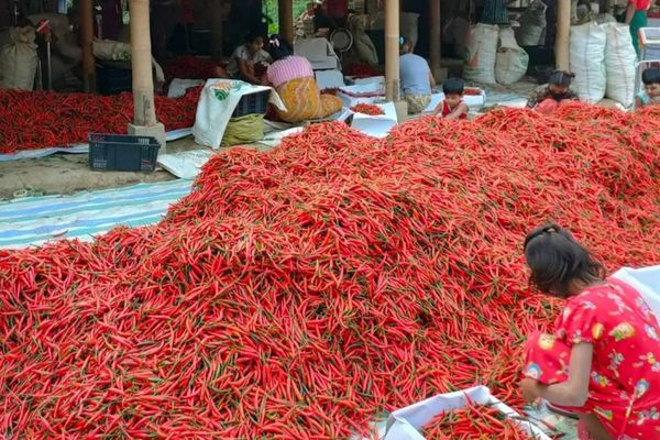 缅甸出口中国的干辣椒获得了好价钱