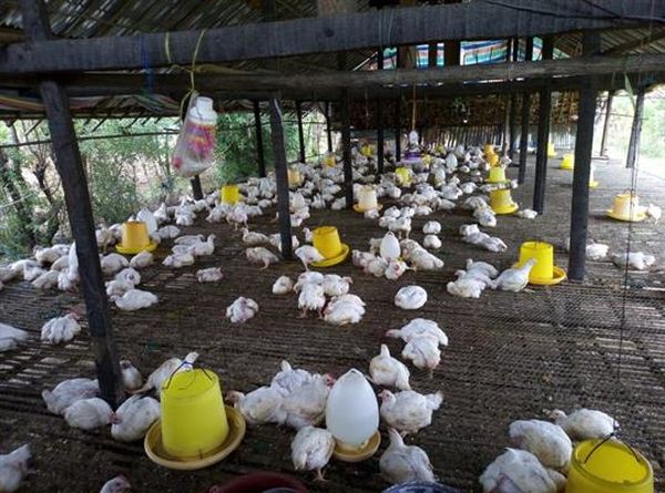 伊洛瓦底省瓦溪码县区肉鸡养殖业发达肉鸡获得了好价钱