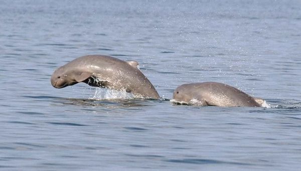 曼德勒市附近敏滚镇地区发现有约20头江豚前来栖息生活