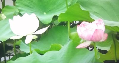 莲花颂  (澳门 张平)