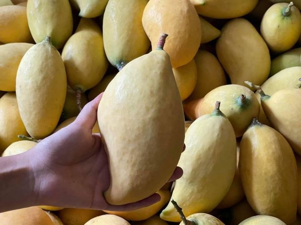 伊洛瓦底省马乌宾县区出产的芒果品种获得了好价钱