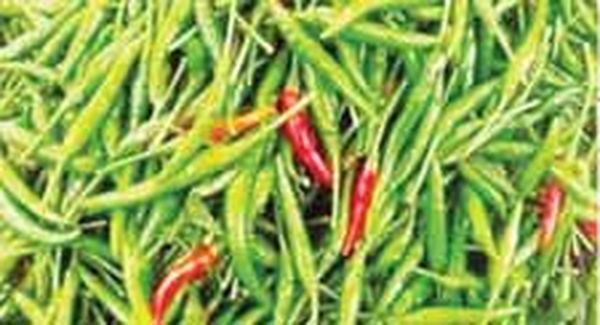 勃固省奥坡县区辣椒上市农民们获得了好价钱