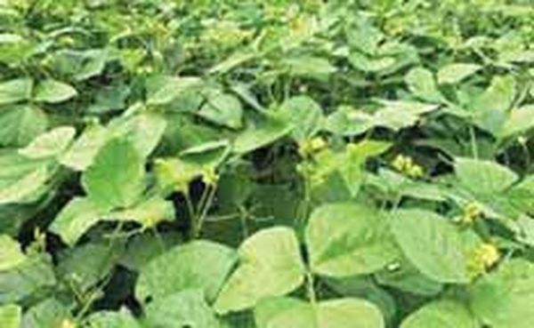 曼德勒省密铁拉专区雨作物种植情况及农产品价钱变化