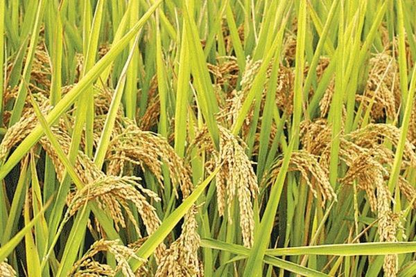 近年来缅甸大米及豆类的出口创汇情况相比较