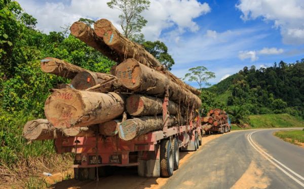 新财政年度第二个月缅甸出口林产品1800多万美元