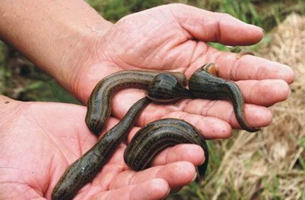 伊洛瓦底省自然界中的水蛭由于中国方面大量采购获得好价钱