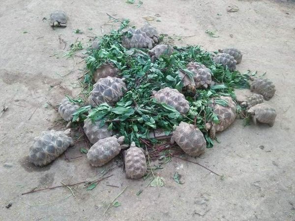 缅甸本土特产星龟每年都在马奎省敏巫县区内大量繁衍生长