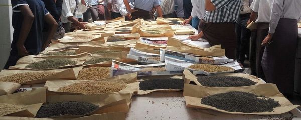 出口印度的豆类价格持续下跌