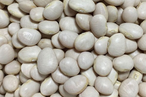 伊洛瓦底省马乌宾县区每天向仰光大都市输送出黄油豆1,000缅箩