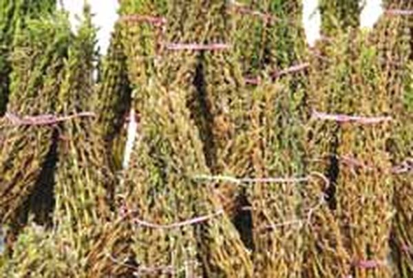 曼德勒省皎栖专区已开始进行夏芝麻采收工作