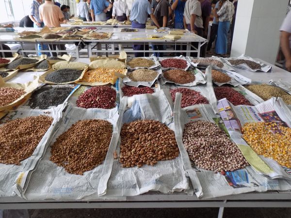 新财政年度2个月半缅甸向国外出口了各种豆类近3亿美元
