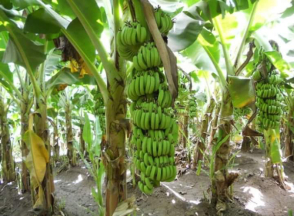 新财政年度2个月缅甸出口组培香蕉近4万吨