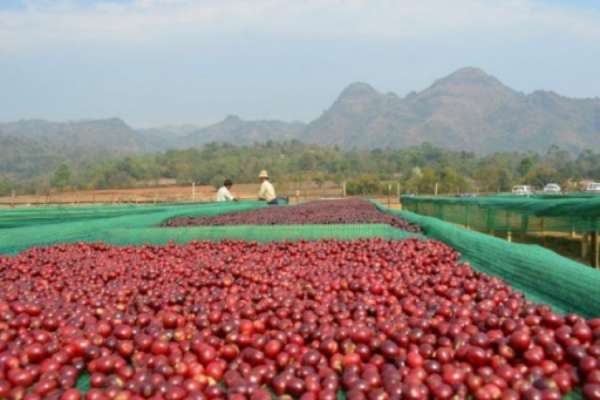 缅甸咖啡可免进口税进入四个国家