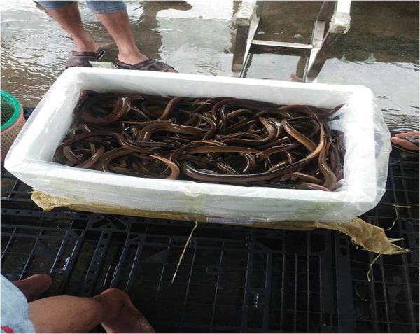 伊洛瓦底省马乌宾县区在6月份内向仰光输送出鳝鱼13.5万缅斤