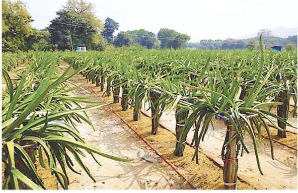 曼德勒省皎栖县区火龙果种植成功农民们收益良多