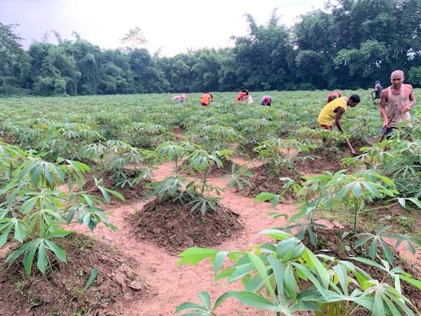 伊洛瓦底省宫漂县区今年雨季规划种植1.6万多英亩木薯作物