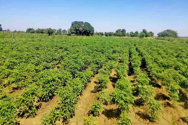 马奎省耶思久县区雨作物种植情况