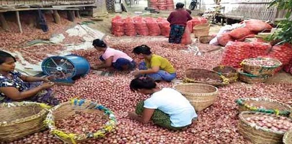 马奎省色漂县区一周内输出洋葱作物50万缅斤