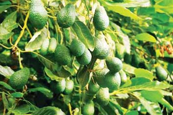 在即将到来的牛油果季节缅甸将向印度出口牛油果1千吨