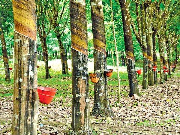 今年5月份缅甸向国外出口了橡胶18,000多吨