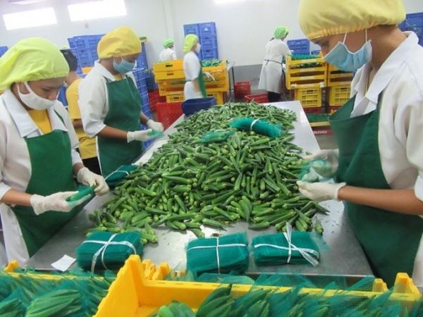 勃固省东吁县区乡村地区大种秋葵准备出口日本