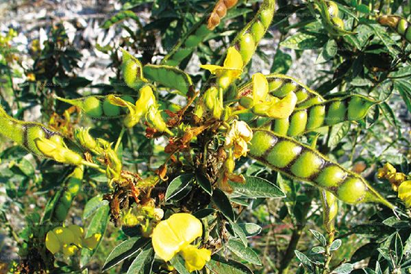 实皆省遵纳县区今年雨季已种植了木豆5,000多英亩