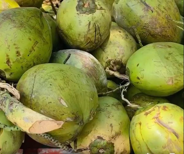 缅甸椰子产量约 20% 用于出口