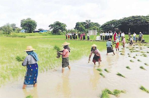 伊洛瓦底省英脉县区及勃固省奥敦县区雨季稻种植情况