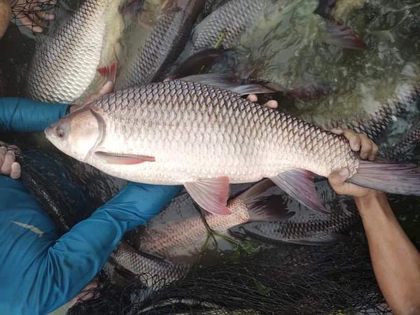 伊洛瓦底省良党县区养殖的鲤鱼获得了好价钱