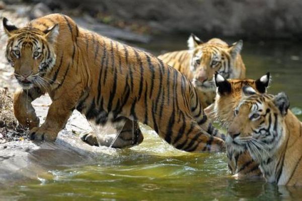 今年印度老虎总数增加6.1%