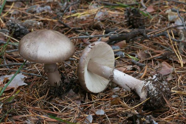 伊洛瓦底省毛淡棉遵县区生产出来的稻草菇获得好价钱