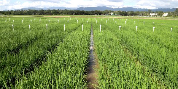 实皆省霍马林县区完成近4万英亩雨作物的种植工作