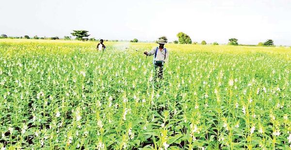 马奎省本漂县区今年雨季规划种植10,538英亩油料作物